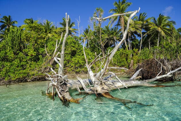 Scenes from Tuvalu Photo taken Oct. 12, 2019, shows a collapsed tree following encroachment of seawater after the rise of sea levels on Tepuka islet within the atoll of Funafuti, Tuvalu. (Photo by freelance photographer Shuichi Endo) 