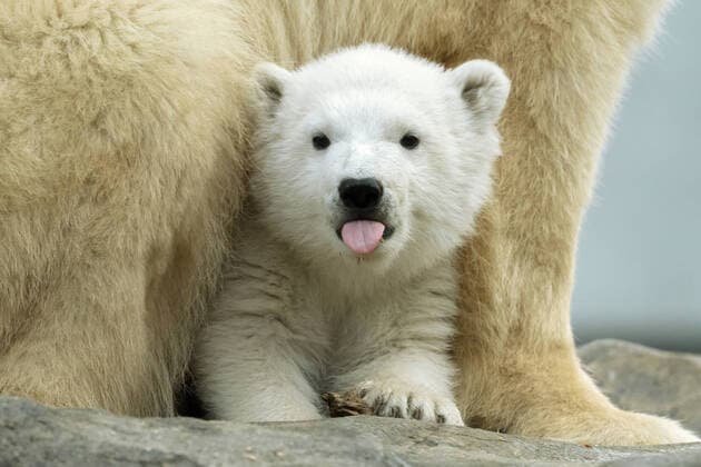 2020 Bilder des Jahres, News 02 Februar News Themen der Woche KW09 News Bilder des Tages (200227) -- VIENNA, Feb. 27, 2020 -- Finja, a polar bear baby, is seen at the Schonbrunn Zoo in Vienna, Austria, Feb. 22, 2020. On Thursday, which was the International Polar Bear Day, the Schonbrunn Zoo announced the name of female polar bear cub, Finja, who was born on Nov. 9, 2019. (Photo by Daniel Zupanc Xinhua) AUSTRIA-VIENNA-POLAR BEAR DAY-CUB GuoxChen 