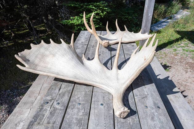 Canada, Nova Scotia, Elk antlers lying on outdoor table  ELF02115