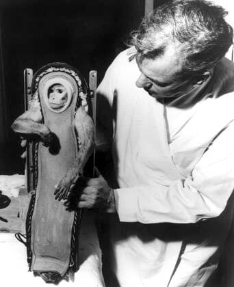 Sam, the Rhesus monkey, after his ride in the Little Joe-2 (LJ-2) spacecraft. He survived a three minute Project Mercury test launch to study the effects of spaceflight and weightlessness on humans. Wallops Island, Virginia, December 04, 1959 Courtesy Everett Collection PUBLICATIONXNOTxINxCANxCHNxFRAxITAxJPNxNORxPOLxRUSxESPxUKxUSA Copyright: xCourtesyxEverettxCollectionx SCDSPAC EC002