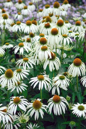 Echinacea purpurea Alba McPHRM *** Echinacea purpurea Alba McPHRM McPHRM