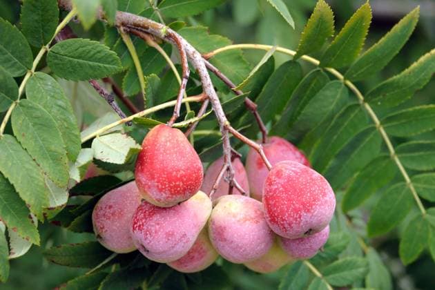Speierling (Sorbus domestica Sossenheimer Riesen ) McPHRM *** Spitterling Sorbus domestica Sossenheim giants McPHRM McPHRM