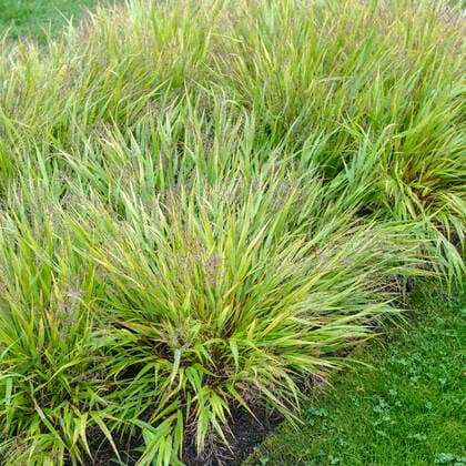 Japan-Berggras (Hakonechloa macra) McPHRM *** Japan mountain grass Hakonechloa macra McPHRM McPHRM