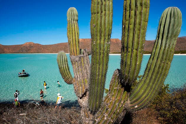 Cardon cactus in the beach of Isla Espiritu Santo island, Sea of Cortez, Baja California, Mexico. Los Cabos Mexico Copyright: xSergixReboredox xVWPicsx SRE-038-DR3762
