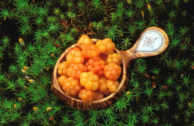Moltebeeren, Torfbrombeeren, Torf-Brombeeren (Rubus chamaemorus) in einer handgefertigten samischen Trinkschale aus Birkenholz mit Einlage aus Rentierhorn stehen im Moos, Padjelanta Nationalpark, Welterbe Laponia, Norrbotten, Lappland, Schweden, Skandinavien, Europa; August 2005 McPGUN *** Cloudberries, peat blackberries, peat blackberries Rubus chamaemorus in a handmade Sami drinking bowl of birch wood with inlay of reindeer horn standing in the moss, Padjelanta National Park, World Heritage Laponia, Norrbotten, Lapland, Sweden, Scandinavia, Europe August 2005 McPGUN McPGUN