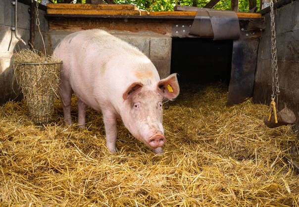 Ferkelaufzucht im eingestreuten Strohstall - Sau ohne Ferkel mit Beschäftigungsmaterial. Sau steht in einen Outdoorstall welches mit Stroh eingestreut ist. Im Hintergrund die Bucht wo sie vor Regen geschütztist. Alternative Stallgestaltung in der Ferkelerzeugung. Landkreis Osnabrück Niedersachsen Deutschland