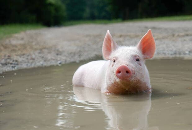 Niedliche Ferkelmotive - rosa Ferkel genießt ein Bad im Wasserloch. Schweine lieben Wasser. Sauberes, rosa schimmerndes Ferkel badet an einem warmen Nachmittag ausgiebig in einem kleinen Wasserloch. Landkreis Osnabrück Niedersachsen Deutschland