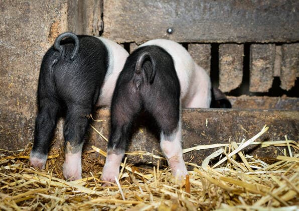 Lustige Agrarmotive - zwei kleine schwarzweiße Saugferkel mit Ringelschwänzen fressen im Trog, Ansicht von hinten Lustige Ansicht - Hinterteile mit Ringelschwänzen von zwei schwäbisch-hällischen Ferkeln, die aus einem alten Trog fressen. Kleinere Schweinebetriebe, die ihre Tiere meist auch noch auf der Weide laufen lassen, greifen für die Vermarktung gerne auf ältere Schweinerasse wie Schwäbisch-Hällische Schweine, Angler-Sattel Schweine oder auch das bunte Bentheimer Landschwein zurück. Osnabrück Niedersachsen Deutschland