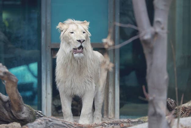 02.03.2020 Bergzoo Halle der weiße Löwe Mojo ( 21 Monate ) wurde von einem privaten Halter aus Sachsen-Anhalt während der Zeit der Bauarbeiten an seinem heimatlichen Gehege im Bergzoo eingestellt copyright