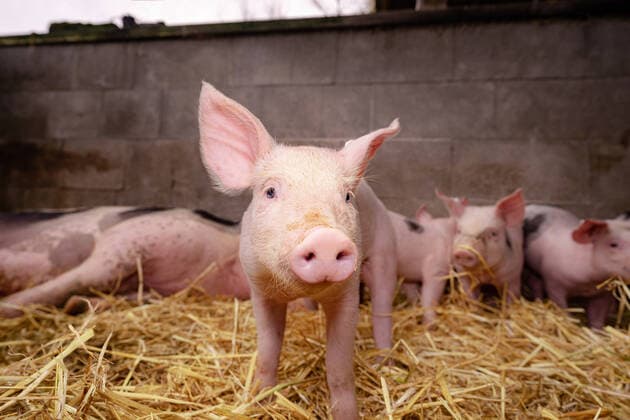 Ferkelfoto - Nahaufnahme, Ferkel mit anderen Artgenossen und der Muttersau im Strohstall Alternative Schweinehaltung, Nahaufnahme eines Ferkels in einer mit Stroh eingestreuten Aussenbucht. Ferkel mit der Muttersau im mit Stroh eingestreuten Stallbereich. Landkreis Osnabrück Niedersachsen Deutschland