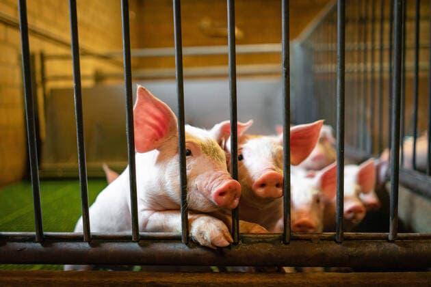 Zwei Ferkel blicken durch das Trenngitter eines Ferkelabteils im Schweinestall. Zwei Ferkel im Aufzuchtstall schauen neugierig aus einer Sonnenlicht durchfluteten Ferkelaufzuchtbucht. Osnabrück Niedersachsen Deutschland