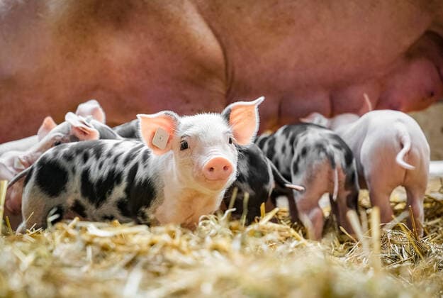 Niedliches Ferkel mit der Muttersau im Hintergrund Niedliche, kleine und gefleckte Saugferkel, die erst wenige Tage alt sind mit Ringelschwänzen und der Muittersau im Hintergrund. So wie es der Wunschvorstellung des Verbrauchers entspricht, mit Stroh eingestreuter Schweinestall. Zur Untermalung von Themen wie Tierwohllabel, Tierschutz, artgerechte Schweinehaltung usw. Ideal auch für Imagekampagnen für die Schweinehaltung. Landkreis Osnabrück Niedersachsen Deutschland
