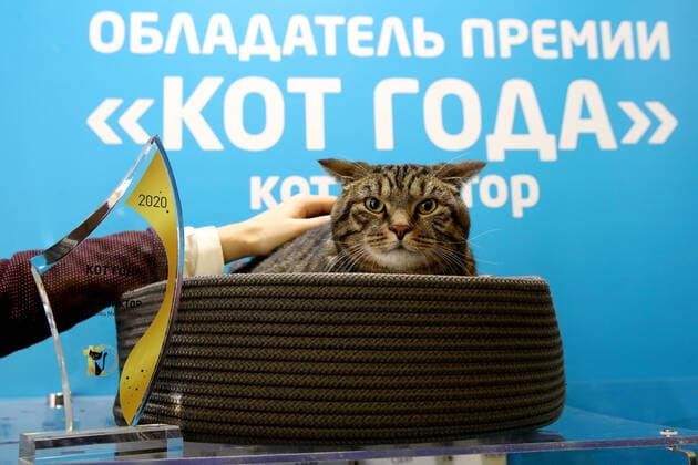 Bilder des Jahres 2020, Entertainment 03 MÃ¤rz Entertainment Themen der Woche KW10 Entertainment Bilder des Tages MOSCOW REGION, RUSSIA - MARCH 7, 2020: Viktor the Cat, that received the Cat of the Year 2020 prize, at the 2020 Catsburg international cat show at the Crocus Expo exhibition and trade center in Krasnogorsk. Vyacheslav Prokofyev TASS  TS0D1283