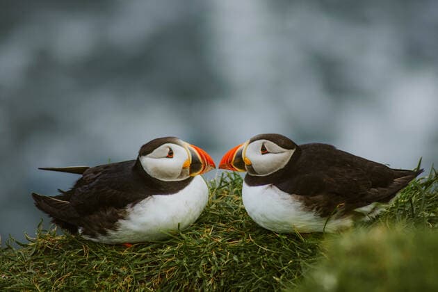 Two puffins in Mykiness, Faroe Islands, Denmark. Copyright: xIrenaxMorax xVWPicsx IRE-FAROEISLANDS-3