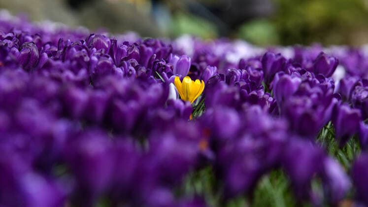 News Bilder des Tages Der Fruehling kuendigt sich im Siegerland an, Krokusse bluehen im Schlosspark am Oberen Schloss in Siegen auf einer Wiese Fruehlingsboten im Siegerland am 08.03.2020 in Siegen Deutschland. *** The spring announces itself in the Siegerland, crocuses blossom in the castle park at the upper castle in Siegen on a meadow Fruehlingsboten in the Siegerland on 08 03 2020 in Siegen Germany