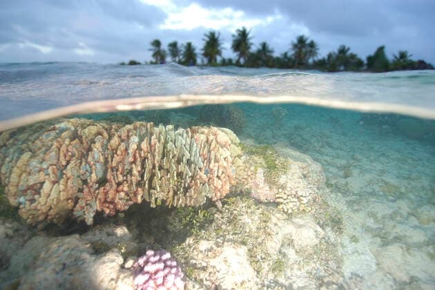 Split image of blue coral, Heliopora coerulea, and island, Rongelap, Marshall Islands, Micronesia Copyright: xAndrexSealex ASE-MIDUW0603