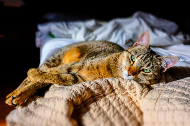 IMAGO Creative: Gesundheit, Stille Cat resting in a bed. Navarre SPAIN Copyright: xMikelxBilbaox xVWPicsx M-19-21-010