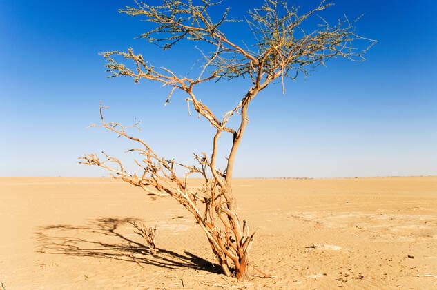Lone dead tree in desert at Najran Province in Saudi Arabia  Copyright: xStillxWorksx SW29886