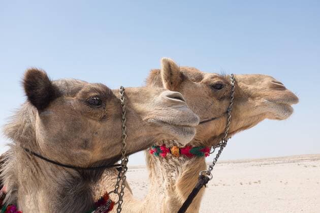 Riding camels in Qatar.  Copyright: xAlistairxCrighton arabianEyex ACR62477