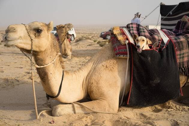 A saluki, or Arab hunting dog, is stored in a special camel bag and slung over a camel during the Al Galayel Hunting Festival in Qatar. The annual event pits teams of hunters against one another using traditional Arab techniques.  Copyright: xAlistairxCrighton arabianEyex ACR62502