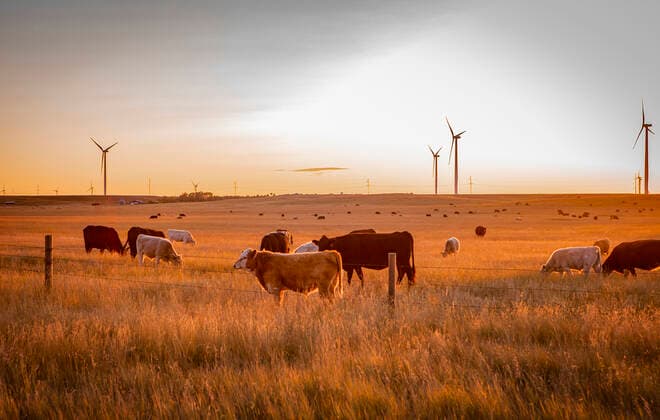 Wind farm located in wheat fields with cattle Fort Morgan, CO, United States CR_MAMO200115C-268907-01