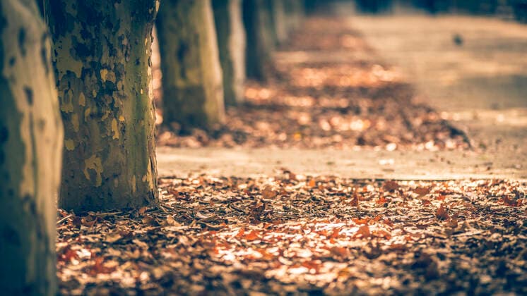 Orange and brown autumn leaves on the ground near some trees Madrid, Community of Madrid, Spain CR_NAGU200116C-281548-01
