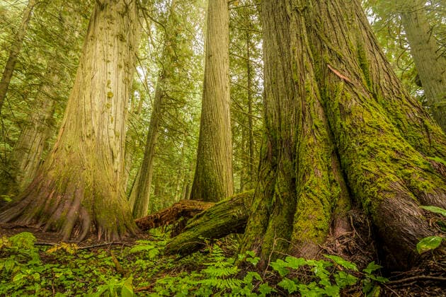 Giant Trees in Old Growth Forest, Nelson, British Columbia Nelson, BC, Canada CR_SHKO200116-286161-01