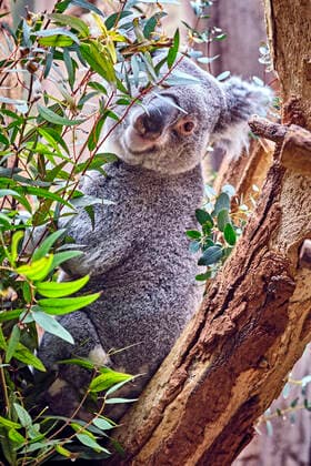 Zoo Leipzig. Koala ( Phascolarctos cinereus ) im Zoo Leipzig. 20200312MIC0749