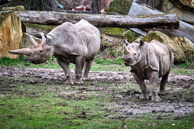 Zoo Leipzig. Ostafrikanisches Spitzmaulnashorn ( Diceros bicornis michaeli ) im Zoo Leipzig. 20200312MIC0729