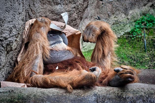 Zoo Leipzig. Sumatra-Orang-Utan ( Pongo abelii ) im Zoo Leipzig. 20200312MIC0540