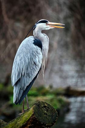Zoo Leipzig. Ein Graureiher ( Ardea cinerea ) im Zoo Leipzig. 20200312MIC0426