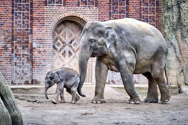 Zoo Leipzig. Jungbulle Kiran mit seiner Mutter Rani , Asiatischer Elefant ( Elephas maximus indicus ) im Zoo Leipzig. 20200312MIC0342