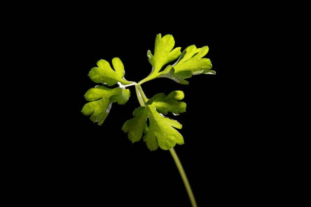 Parsley (Petroselinum crispum) macro Fresh and tasty Parsley (Petroselinum crispum) isolated on black background  Copyright: xBDSx 917235