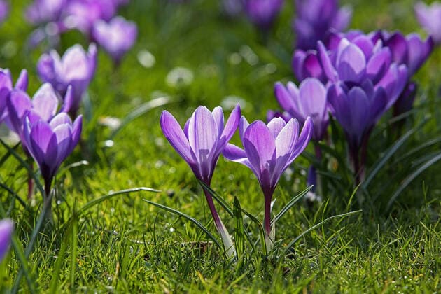 News Bilder des Tages Der Fruehling kuendigt sich im Siegerland an, Krokusse bluehen im Schlosspark am Oberen Schloss in Siegen auf einer Wiese Fruehlingsboten im Siegerland am 15.03.2020 in Siegen Deutschland. *** The spring announces itself in the Siegerland, crocuses blossom in the castle park at the upper castle in Siegen on a meadow Fruehlingsboten in the Siegerland on 15 03 2020 in Siegen Germany