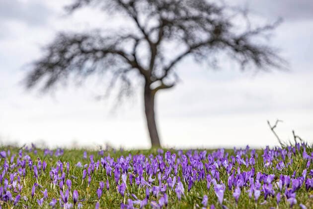 DEU, Deutschland, Baden-Württemberg, Bad Teinach-Zavelstein 14.03.2020: Blütenmeer in den Zavelsteiner Krokuswiesen. Das Naturschutzgebiet gilt als Wahrzeichen der Stadt der Stadt Bad Teinach-Zavelstein. Nach Angaben der Stadt blühen in der Wiesenlandschaft rund um die Stadt jährlich bis zu 1,6 Millionen meist lila, manchmal aber auch weiße Blüten. Um welche Unterart es sich dabei handelt, gilt immer noch als umstritten. Vermutlich ist es der78 Krokus (Crocus neglectus). *** DEU, Germany, Baden Württemberg, Bad Teinach Zavelstein 14 03 2020 Sea of flowers in the Zavelstein crocus meadows The nature reserve is regarded as a landmark of the town of Bad Teinach Zavelstein According to the town, up to 1.6 million flowers bloom every year in the meadows around the town, mostly purple but sometimes also white According to the town, t