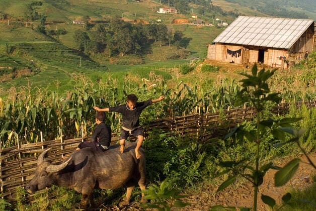 IMAGO Cultures of the world, Schwarze Hmong in Nordvietnam Children playing with a buffalo next to the rice terraces nearby of Lao Chai village. Trekking Sapa to Lao Chai. Vietnam. Vietnam Copyright: xSergixReboredox SREB-044-BM1709