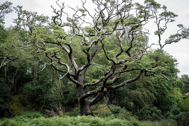 Themenfoto: Urlaub Irland, Sommertourismus Killarney Nationalpark Black Valley Baum, Themenfoto: Urlaub Irland, Sommertourismus, *** Theme photo holiday Ireland, summer tourism Killarney National Park Black Valley tree, theme photo holiday Ireland, summer tourism, Copyright: xThomasxHahnx xEibner-Pressefotox EP