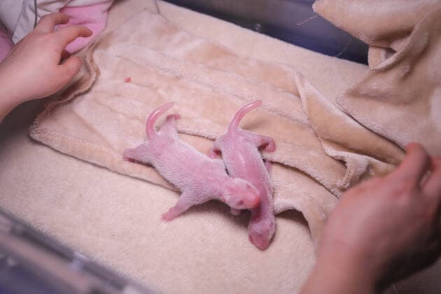 Bilder des Jahres 2020, Entertainment 03 März Entertainment Themen der Woche KW12 News Bilder des Tages (200318) -- CHENGDU, March 18, 2020 -- Photo taken on March 17, 2020 shows the newborn giant panda twins at the China Conservation and Research Center for the Giant Panda in Chengdu, southwest China s Sichuan Province. The China Conservation and Research Center for the Giant Panda on Tuesday welcomed the birth of the world s first pair of captive-bred giant panda twins this year. The mother panda Fuwa gave birth to the male twins, weighing 159.8 grams and 119.5 grams, respectively, on Tuesday. Both are healthy and breast-fed by their mother. CHINA-SICHUAN-CHENGDU-GIANT PANDA TWINS-BIRTH (CN) XuxBingjie 