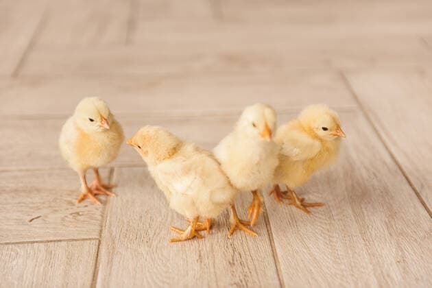 four little ducks alive for Easter CR_YUKI200220-307830-01