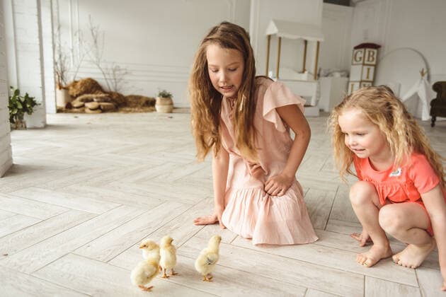 kids playing with ducks for Easter ,model released, Symbolfoto CR_YUKI200220-307835-01