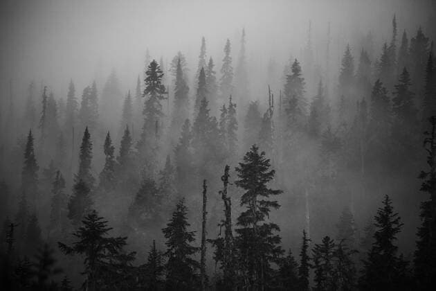 Scenic views of the temperate rainforest with mist and low cloud Whistler, BC, Canada CR_JDIP200220B-282756-01