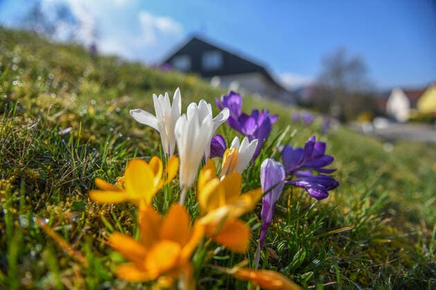 Frühblüher bei Sonnenschein, Der Frühling ist da und die Natur erwacht jeden Tag mehr. Bei Schwäbisch Gmünd im Ostalbkreis blühen die Blumen am 18. März und werden von der Sonne angestrahlt. Die Sonnenstrahlen locken bereits seit Wochen Frühblüher aus der Erde hervor. Heubach Baden-Württemberg Deutschland Heubach *** Early bloomers in the sunshine, spring is here and nature is awakening more every day At Schwäbisch Gmünd in the Ostalbkreis the flowers bloom on March 18 and are illuminated by the sun The suns rays have been attracting early bloomers from the earth for weeks Heubach Baden Württemberg Germany Heubach Copyright: xonw-images.de MariusxBullingx