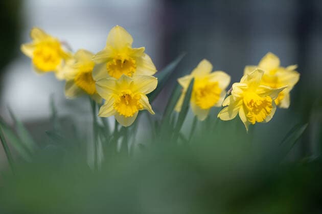 Herford, Deutschland 19.03.2020: Feature Natur Osterglocken , Herford Deutschland *** Herford, Germany 19 03 2020 Feature Nature daffodils , Herford Germany