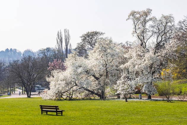 Stuttgart, 20.03.2020: Frühlingsbeginn auf dem Stuttgarter Killesberg. Im Höhenpark blühen die Magnolien. DEU, Deutschland, Baden-Württemberg