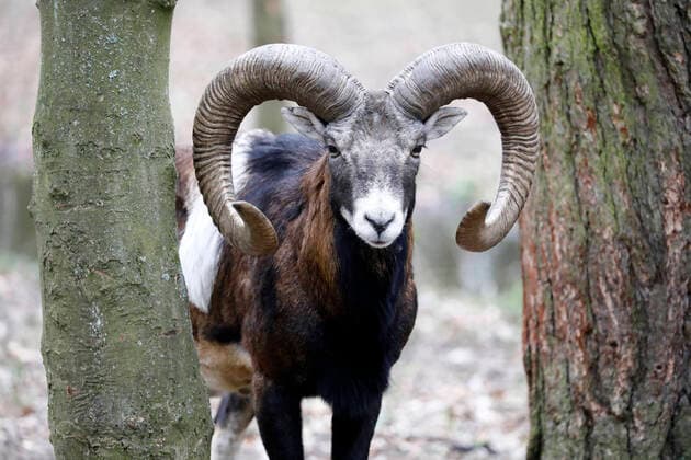 Berlin, Spandauer Forst, Europäischer Mufflon (Ovis orientalis musimon)
