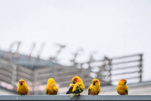 Coronavirus, Impressionen aus Berlin Deutschland, Berlin - 20.03.2020: Im Bild sind fünf Sonnensittiche im vogelkäfig im Hof des Neuen Kranzler Ecks zu sehen. Berlin Berlin Deutschland