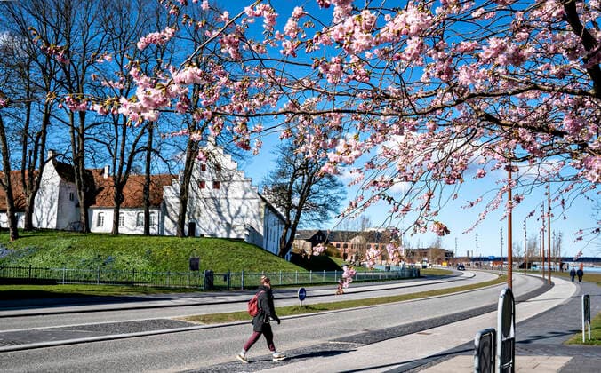 En gaaende krydser en vej under blomstrende kirsebaertraeer ved havnefronten i Aalborg, loerdag den 21. marts 2020. Langs hele havnen i Aalborg var der god afstand mellem de mange folk der var ude og nyde vejret. Paa grund af COVID-19 er befolkningen blevet bedt om saa vidt muligt at holde sig indendoers og udendoers aktiviteter i det flotte foraarsvejr skal foregaa med god afstand.. , Aalborg Jylland Denmark Copyright: HenningxBagger HenningxBaggerx COP110 spdk20200321-130320-L