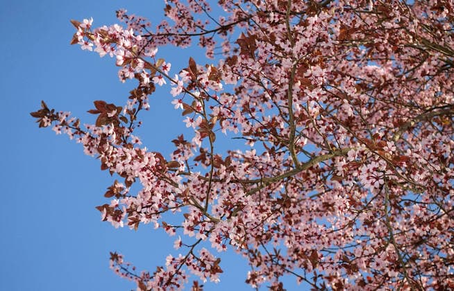21.03.2020, Berlin, GER - Kirschblueten. (aufgeblueht, aussen, Aussenaufnahme, Baum, Baumbluete, Berlin, Biologie, bluehen, bluehend, blueht, Bluete, Blueten, Bluetenblaetter, Bluetenstand, Bluetezeit, Botanik, deutsch, Deutschland, Europa, europaeisch, Flora, Fruehjahr, Fruehling, Gewaechs, Jahreszeit, Kirschbaum, Kirschbluete, Kirschblueten, Natur, niemand, Pflanze, QF, Querformat, rosa, rose, Westeuropa) 200321D856BERLIN.JPG