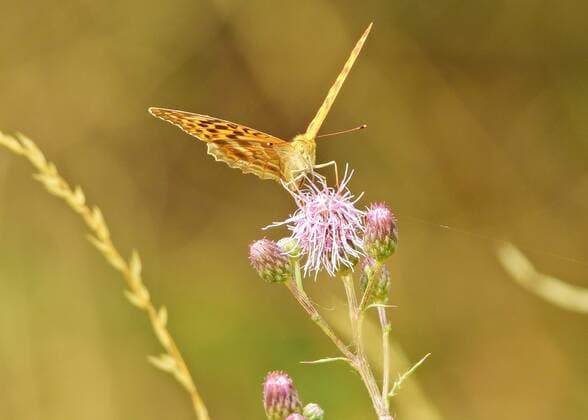 19.03.2020 xkhx Natur, Tiere, Kaisermantel oder Silberstrich (Argynnis paphia) - Schmetterling (Tagfalter) - Edelfalter (Nymphalidae) *** 19 03 2020 xkhx Nature, animals, emperors mantle or silver lining Argynnis paphia Butterfly Butterfly Nymphalidae