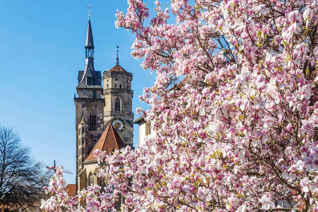 Stuttgart, 22.03.2020: Frühlingswetter. Magnolien (Magnolia) am Schlossplatz Stuttgart. Im Hintergrund die beiden Türme der Stiftskirche. DEU, Deutschland, Baden-Württemberg